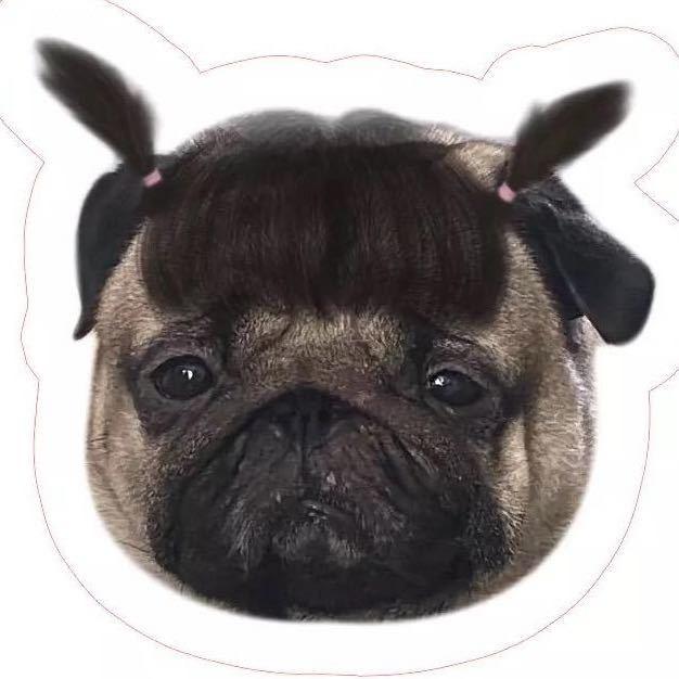 丑丑姐姐爱养猪