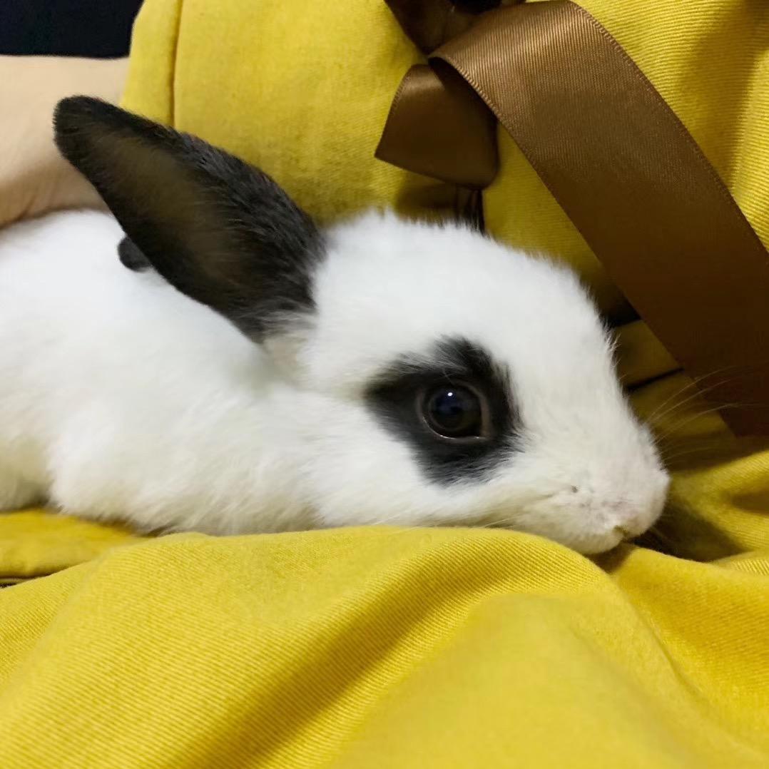 🍃小熊