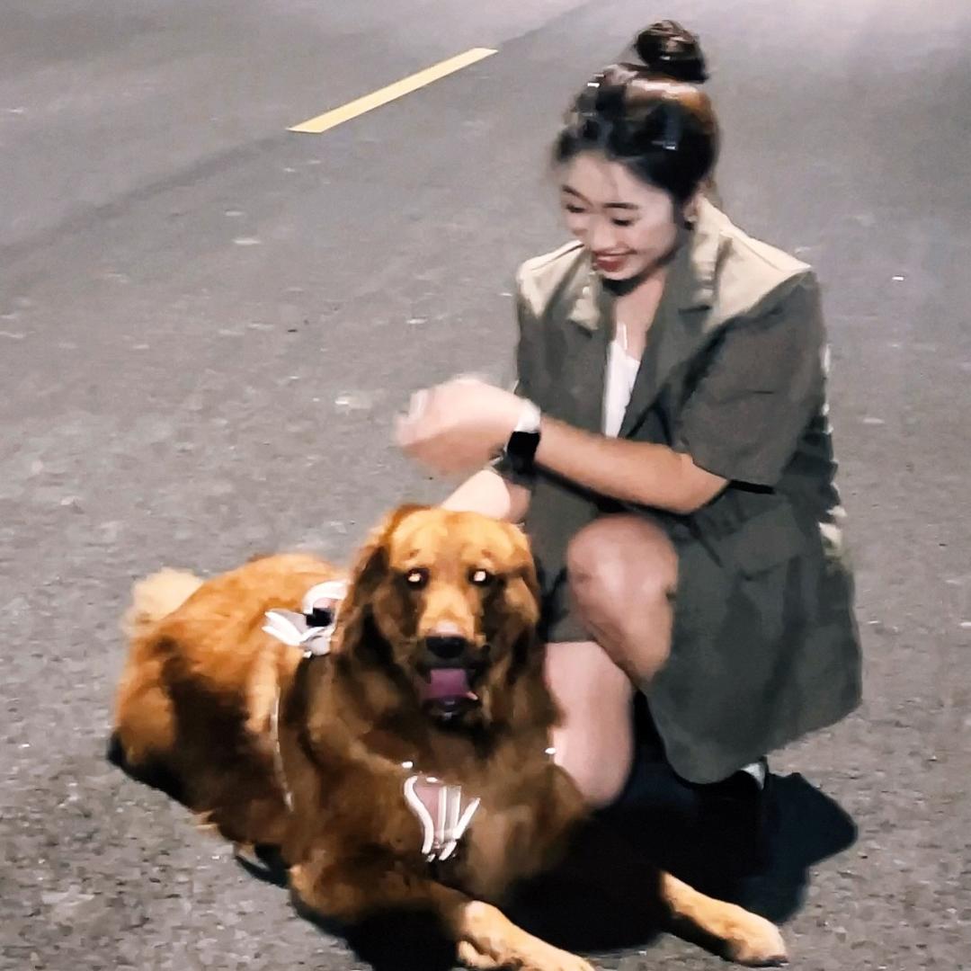 奶茶是一只金毛🐶