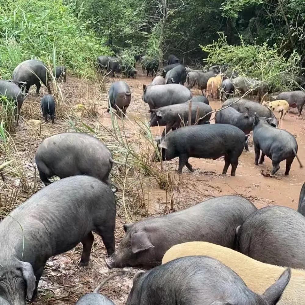 橙橙生鲜明天达