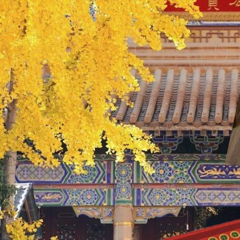 皖西居士