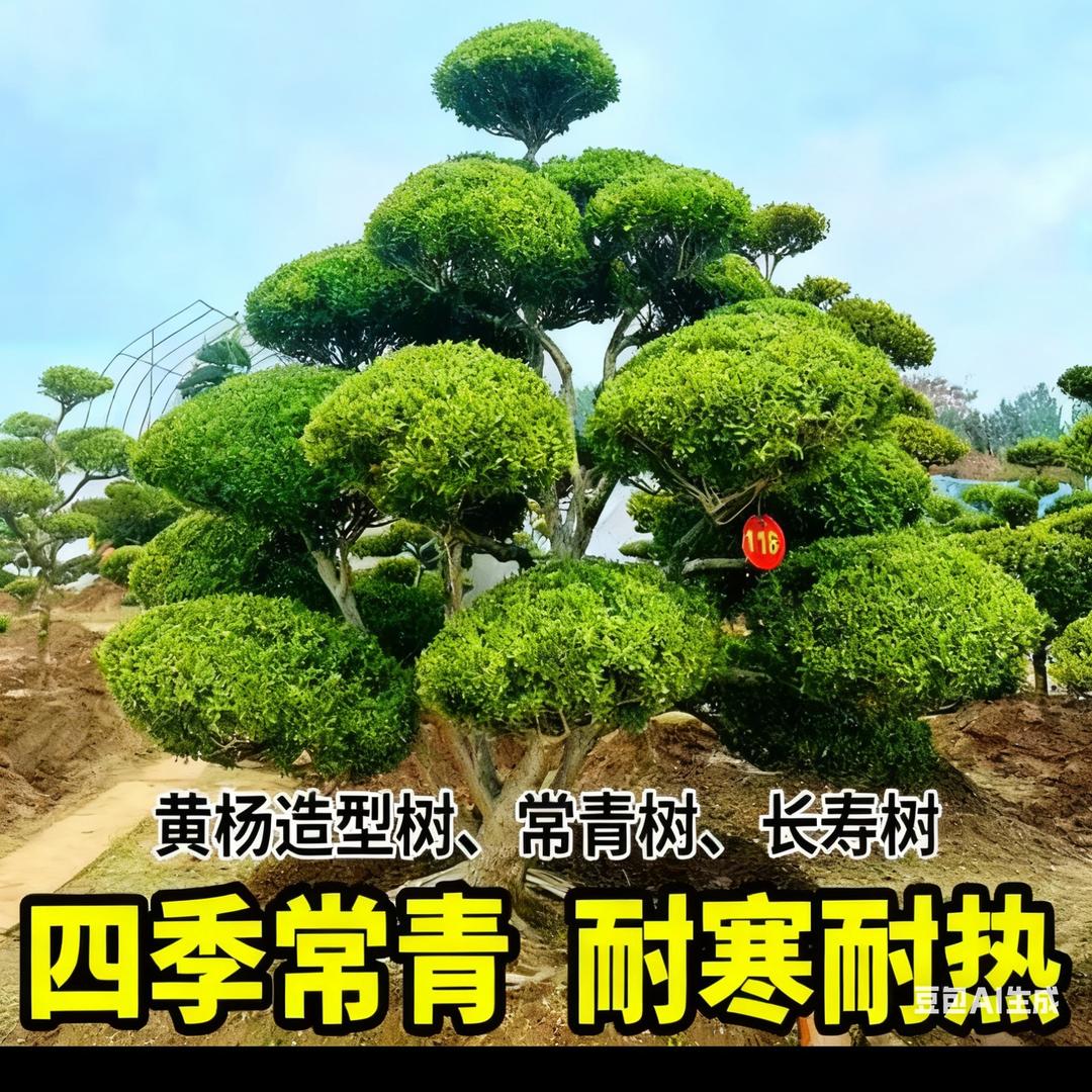 丽丽黄杨造型树