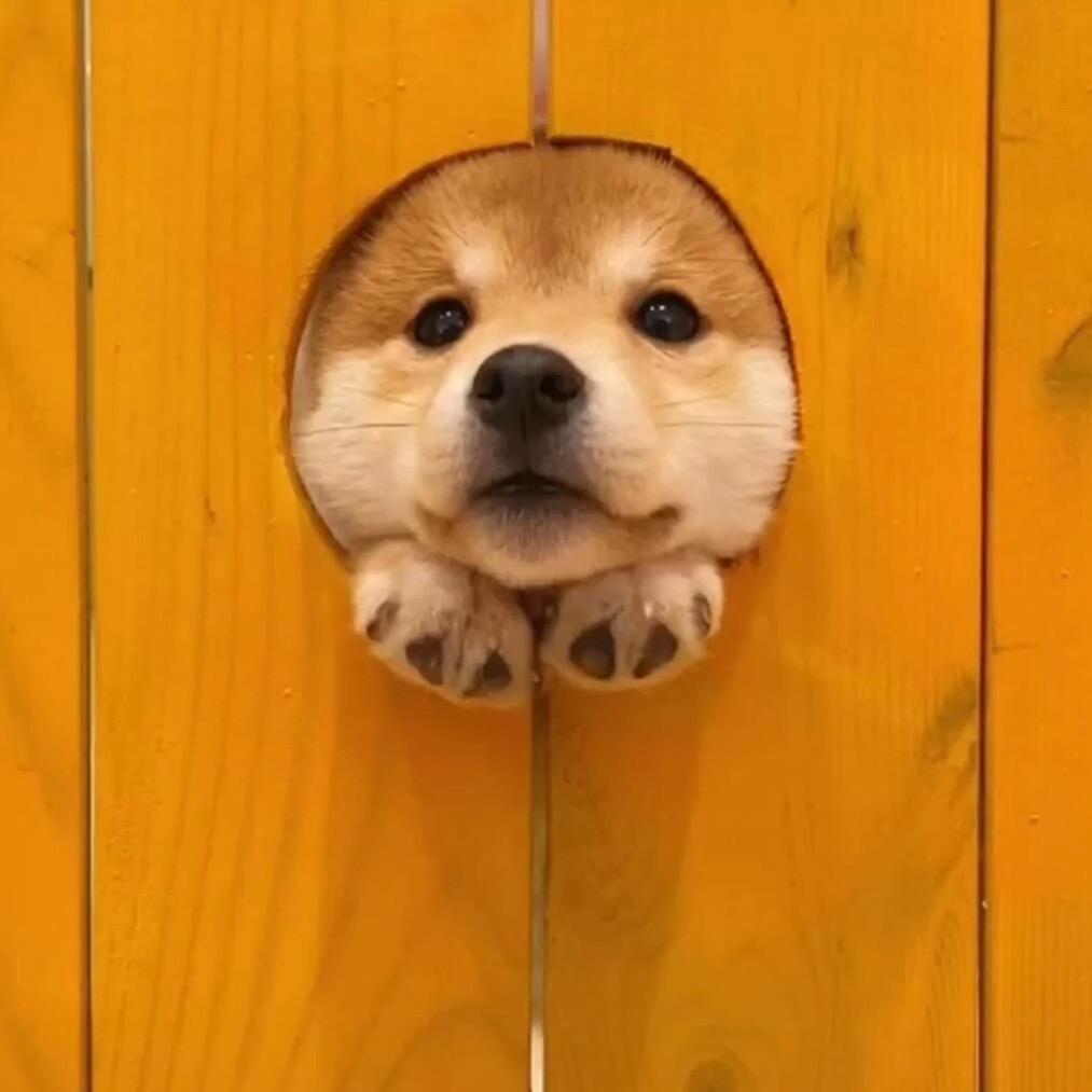 头发想要减肥