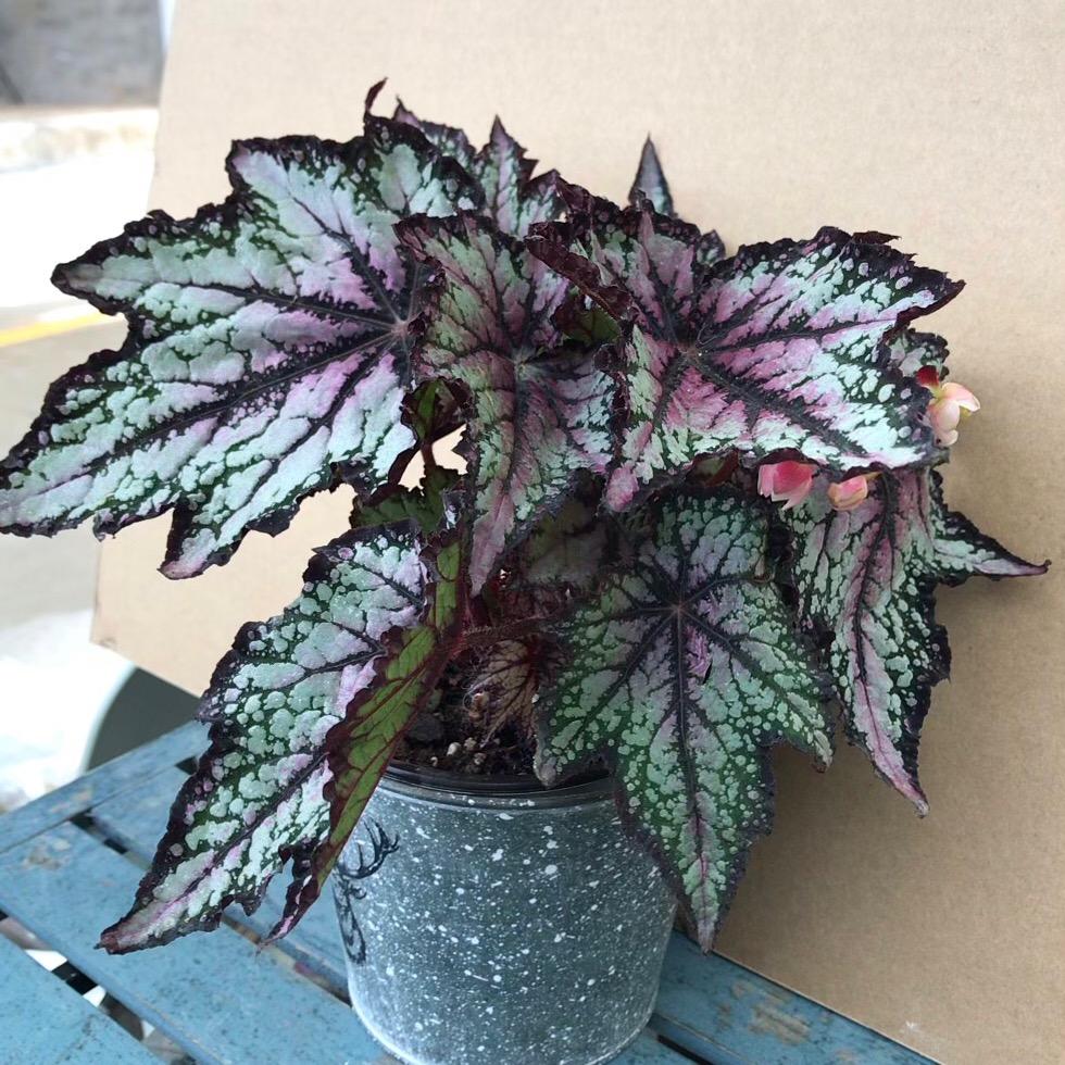 🌟花花@花哩花植研