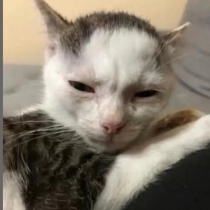 莲莲 三宝谷大舞台