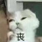 朱二凤🍊
