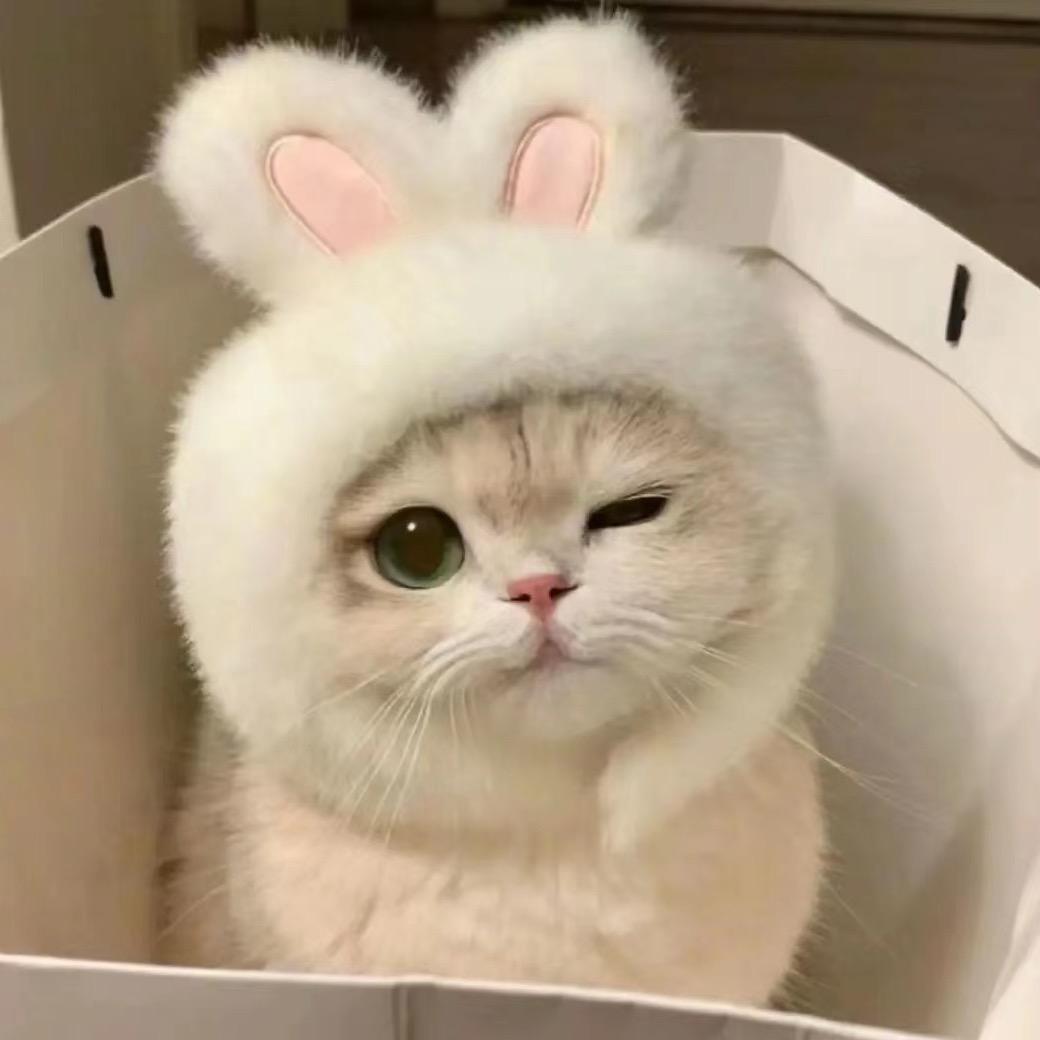 🐰