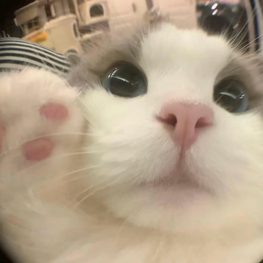 鼠鼠是小南瓜呀