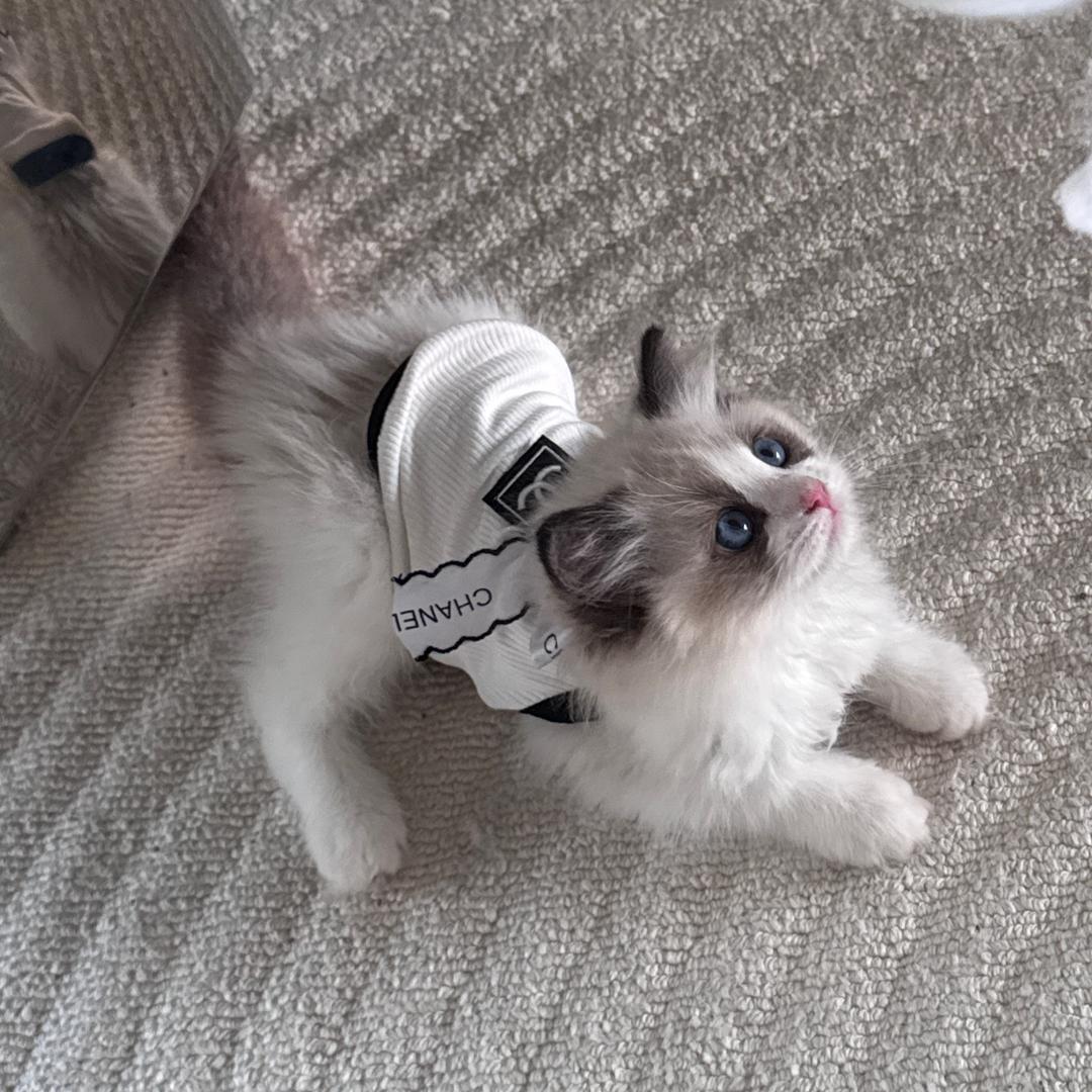 一颗椰子🥥