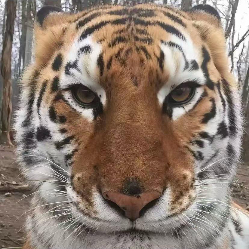 梧人机