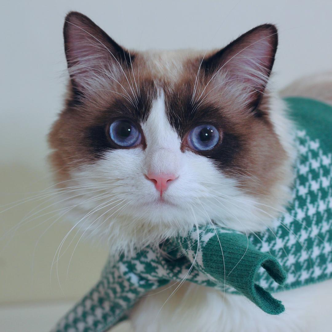 旺仔是三七分@抖音