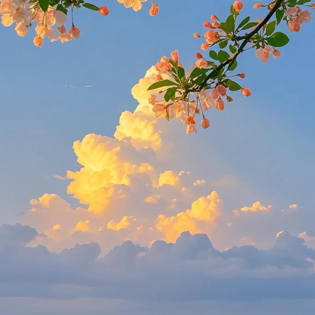 大頭菜