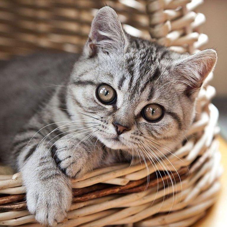 玩耍的猫