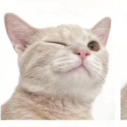 🐈🐟