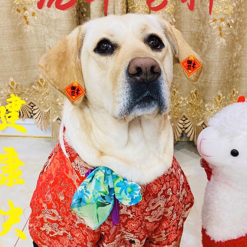 元宝❤️糖葫芦