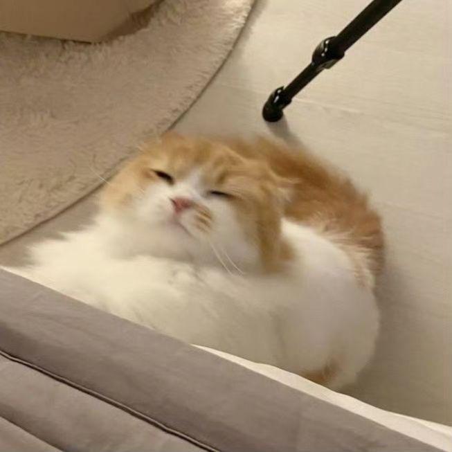 卷卷薯条万岁