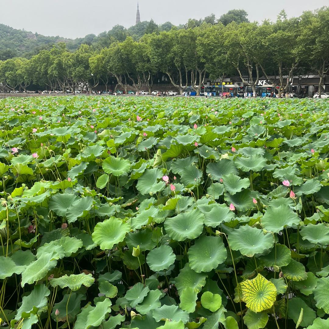 豆豆