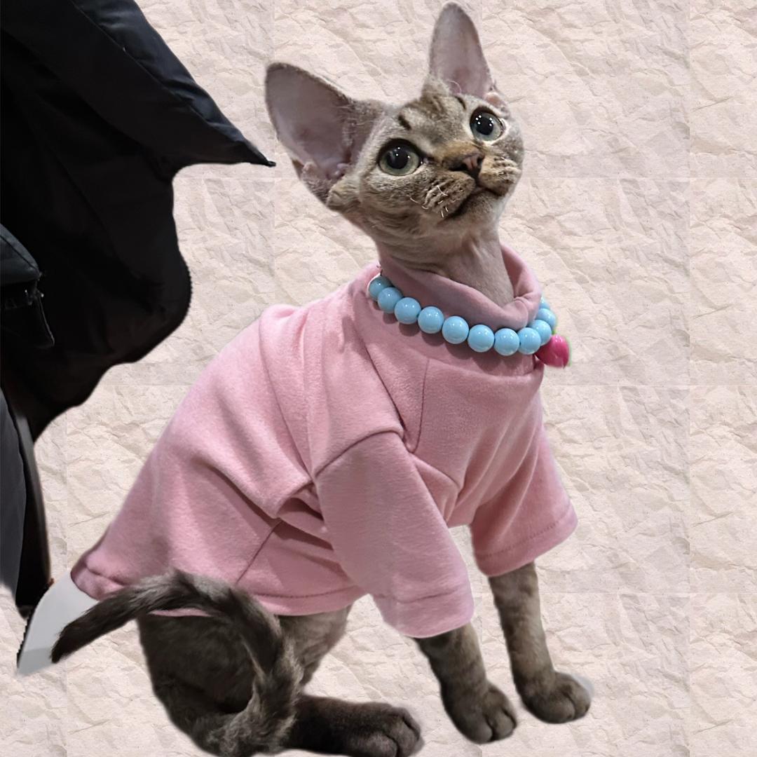 猫不理你🐱