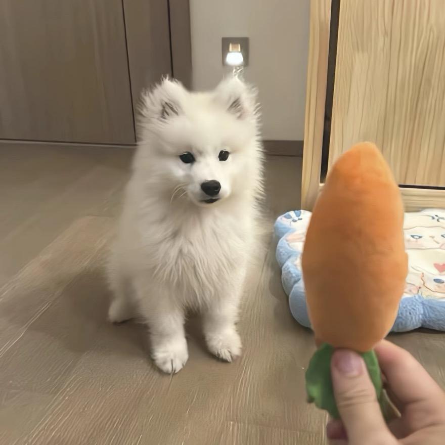 💫豆豆本豆