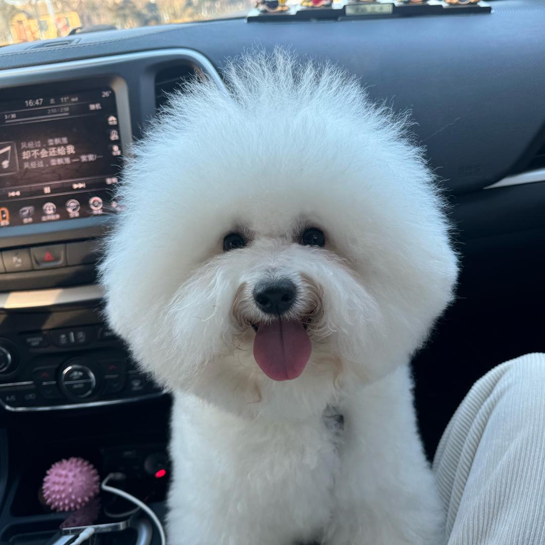 澜梦小熊犬舍