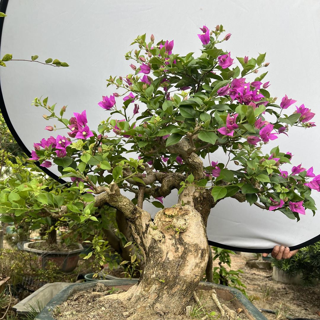 龙海程溪佳发园艺