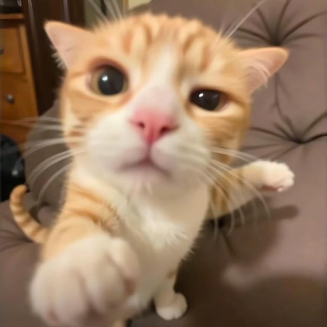 纪辰