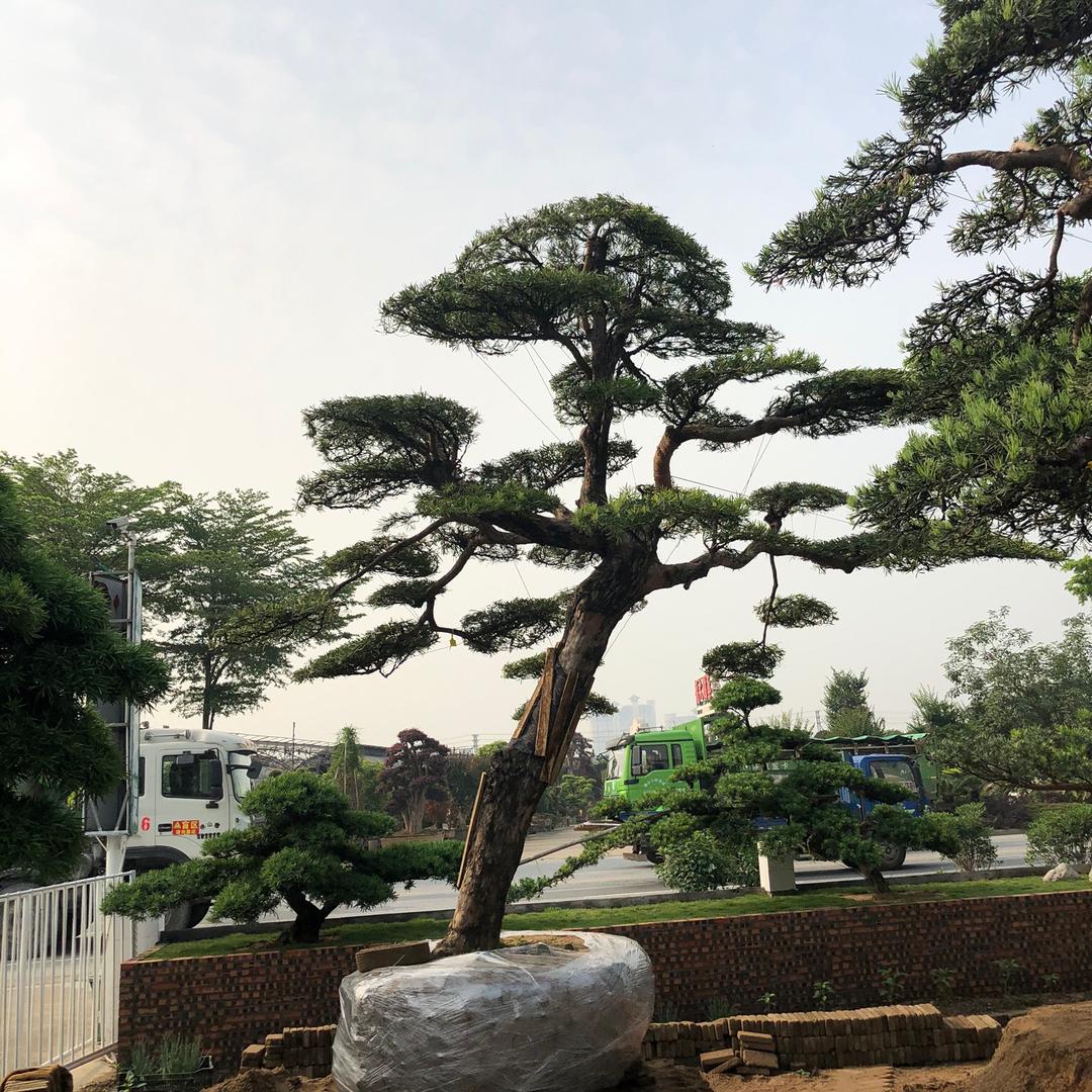 江阴（花仙子花卉园艺）