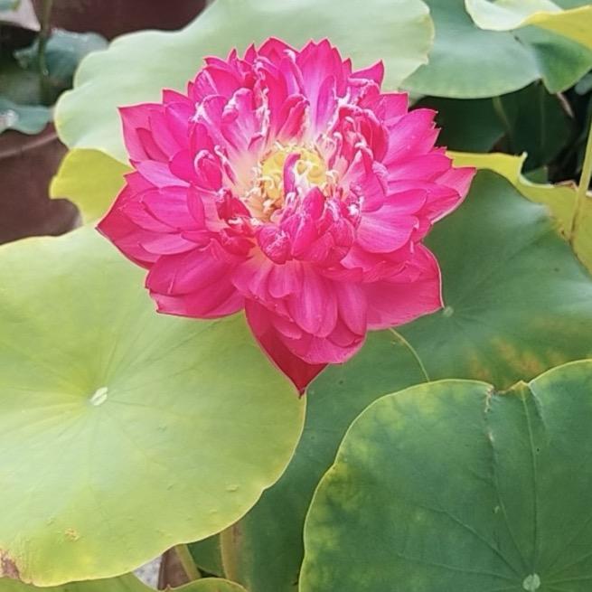 ❣️输在🩸认真❤️‍🔥