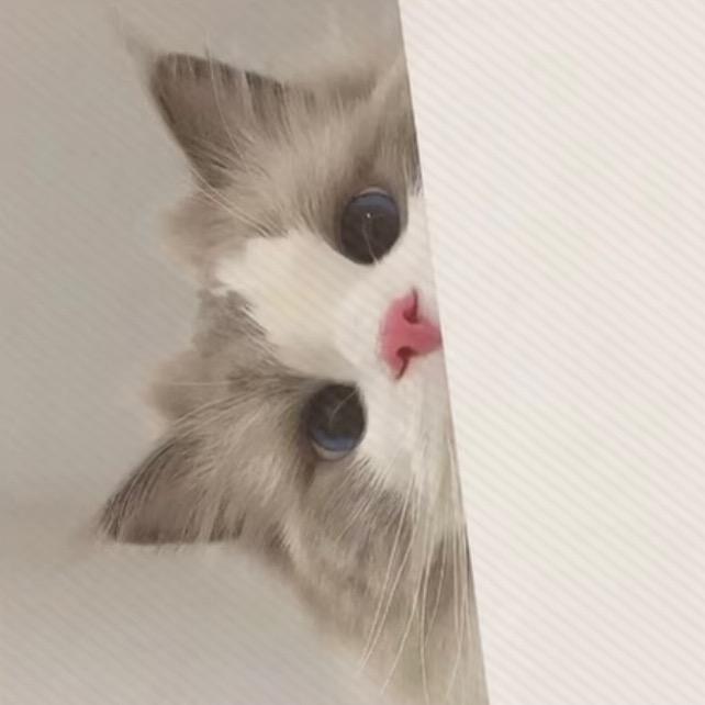 白猫老婆～