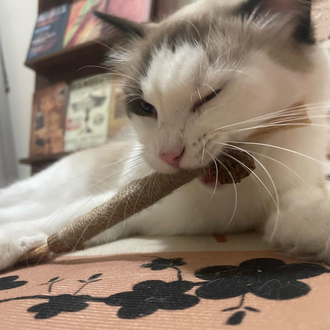 福宝不离食