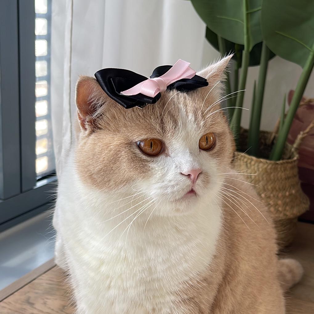 墩墩猫的日记