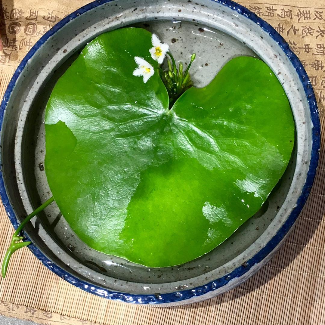 Jin 萍