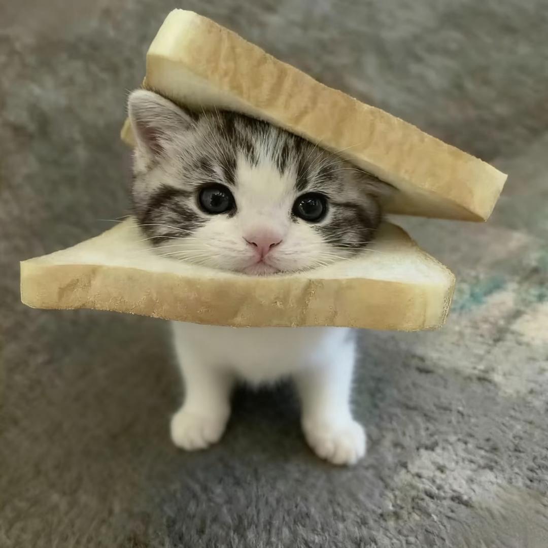 >ᴗO