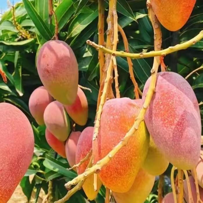 桂花家生鲜