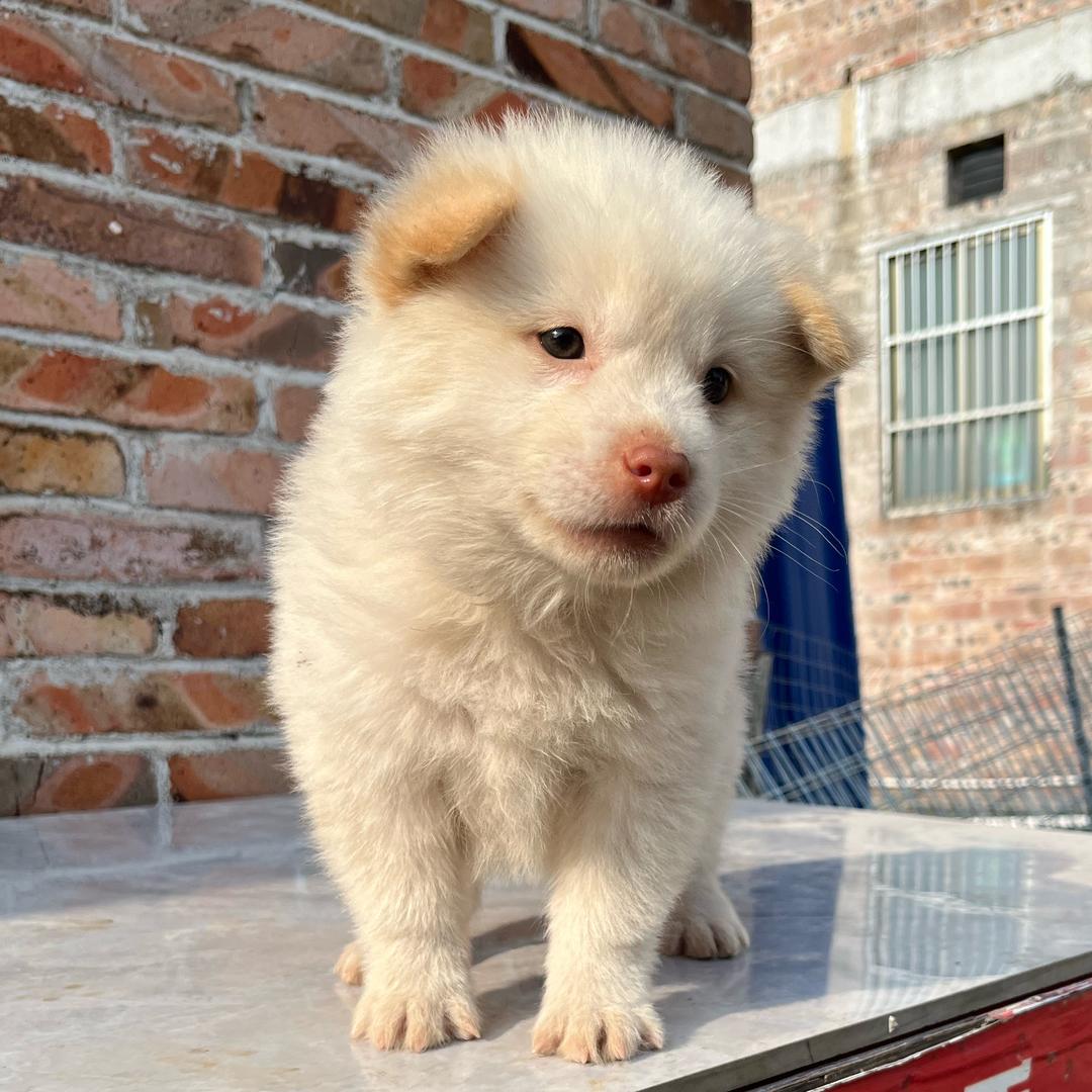 广西玉林小土松代淘（阿冬代淘）