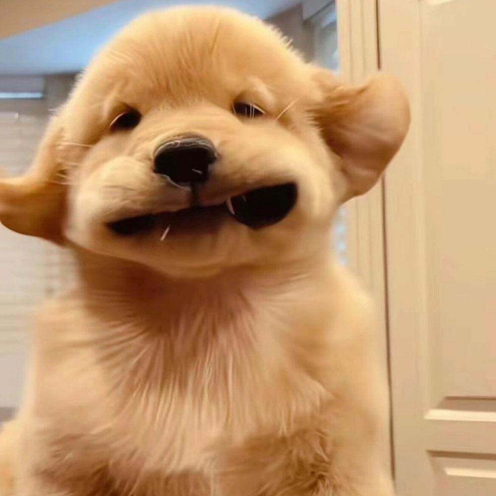 勇敢牛牛: