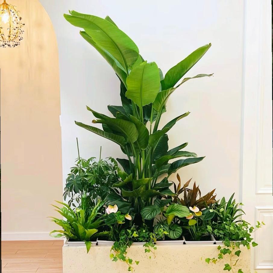 圆梦仿真绿植装饰有限公司
