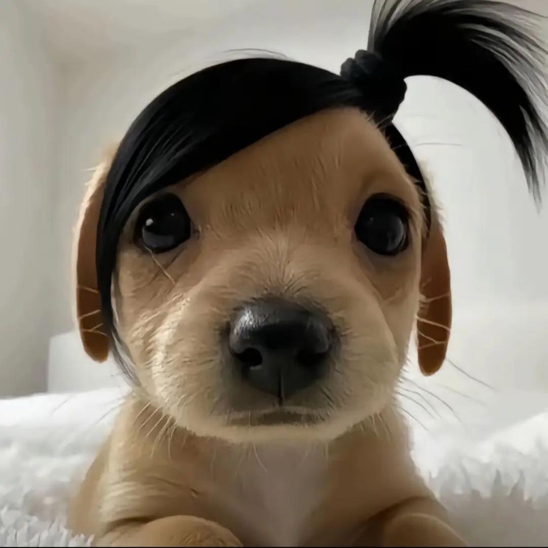 小琪呢呢