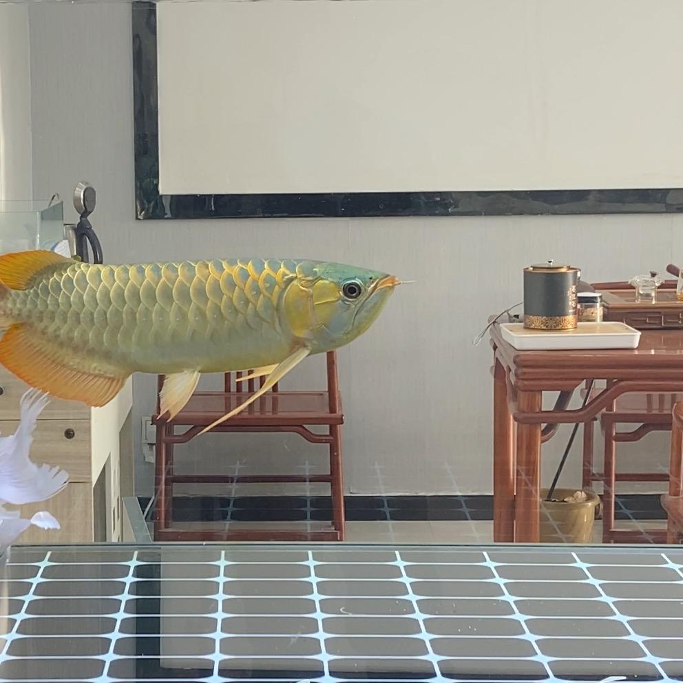 B'TING-II水族旗舰店