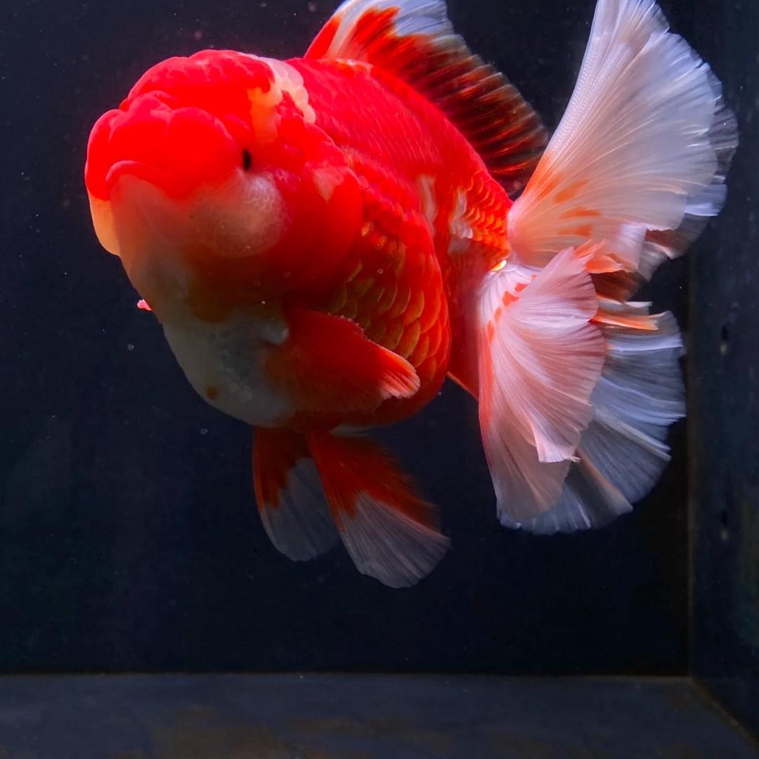 两小子的泰狮兰寿