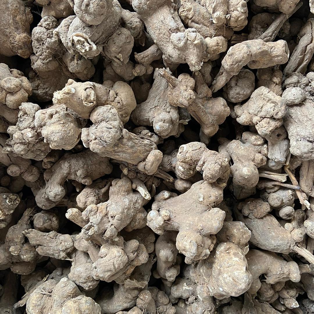 主营白术白芷