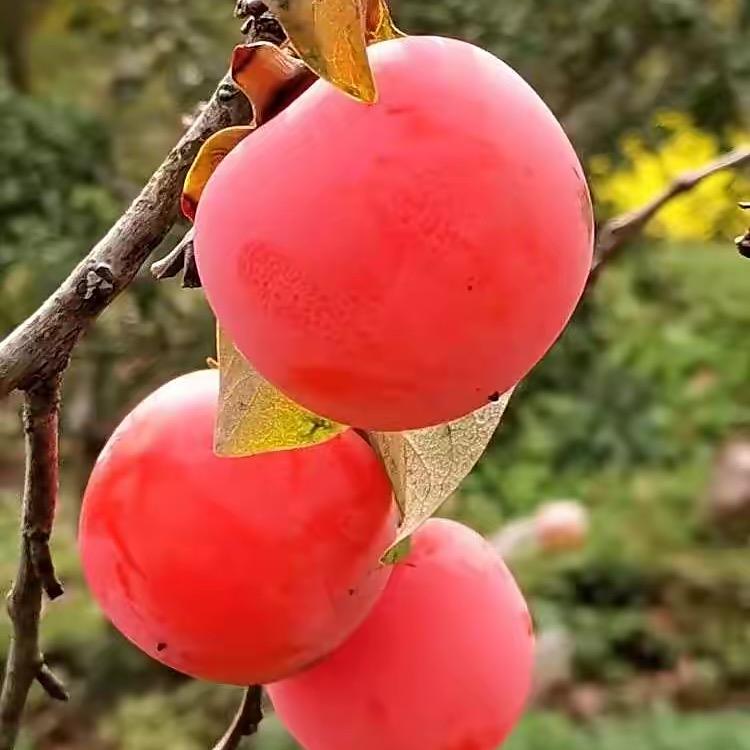 倩倩果树基地销售