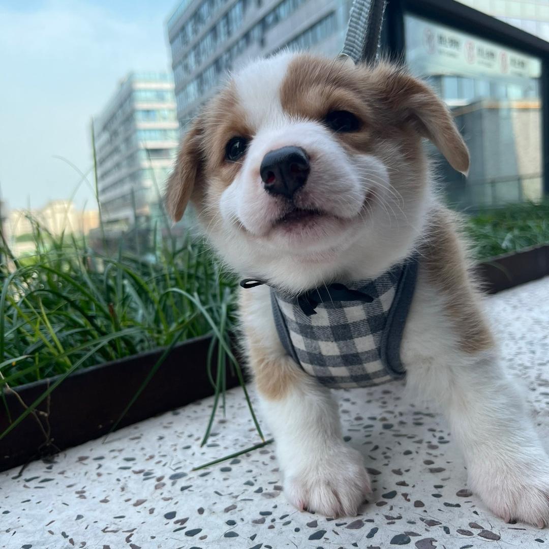 柯基十一和大钱