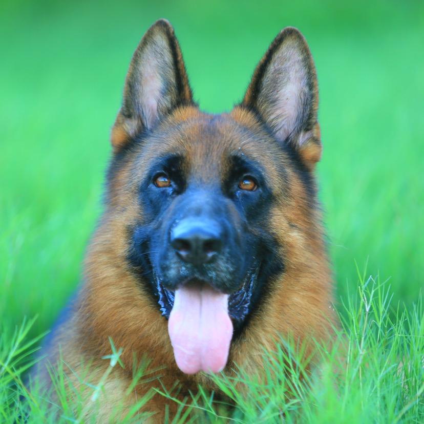 南京军戈犬业
