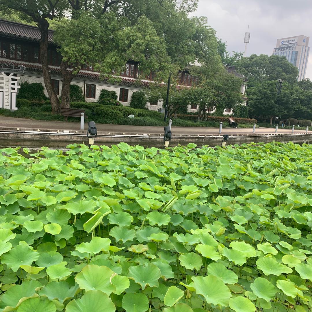 玉红