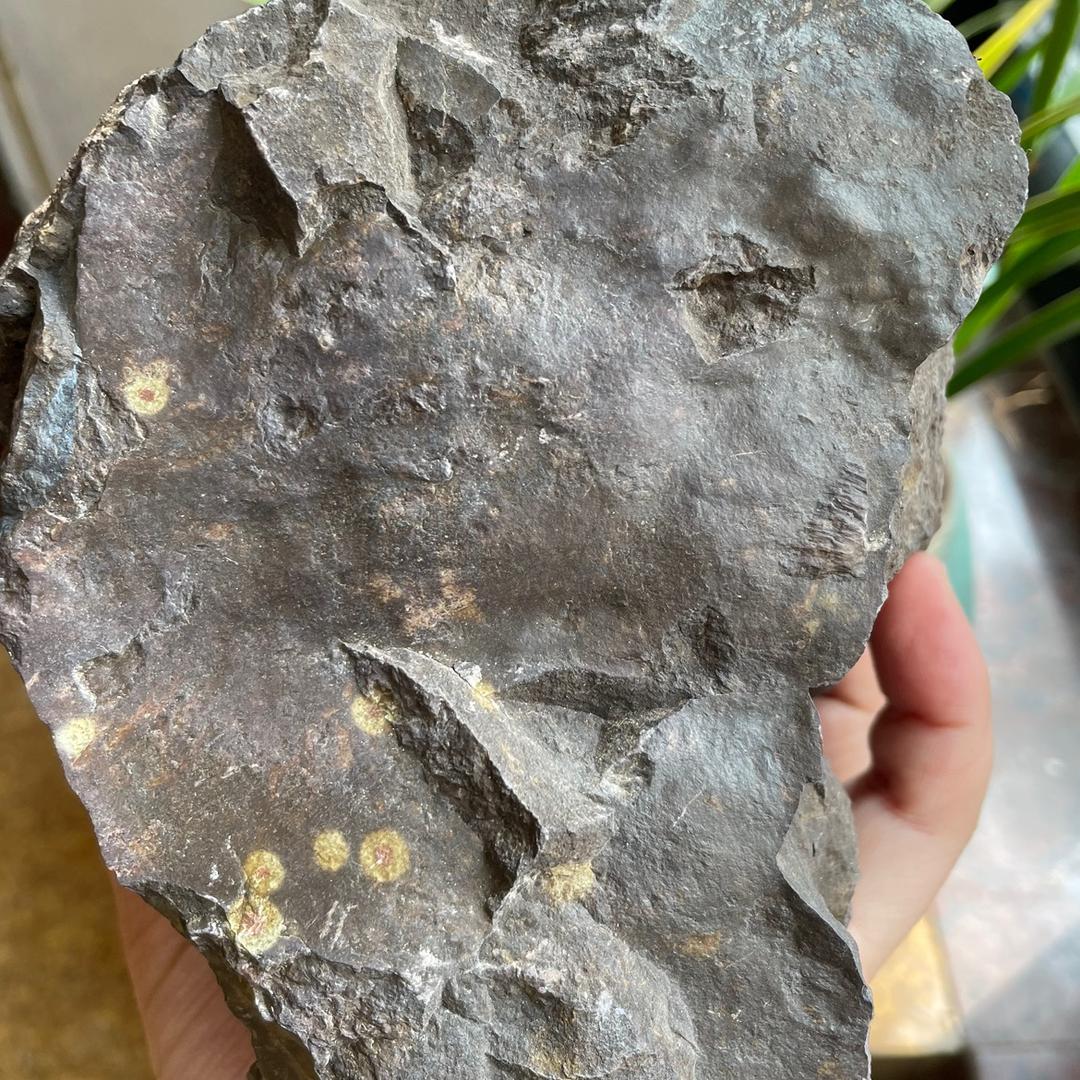 紫的砂