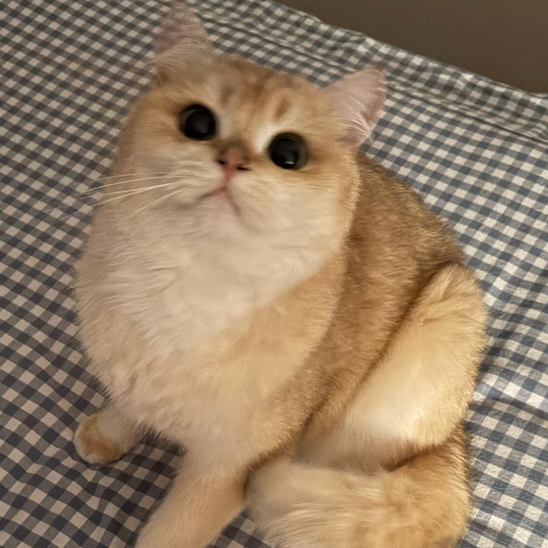 饼饼和汤圆