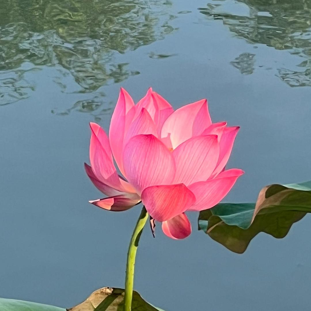 心灵码头