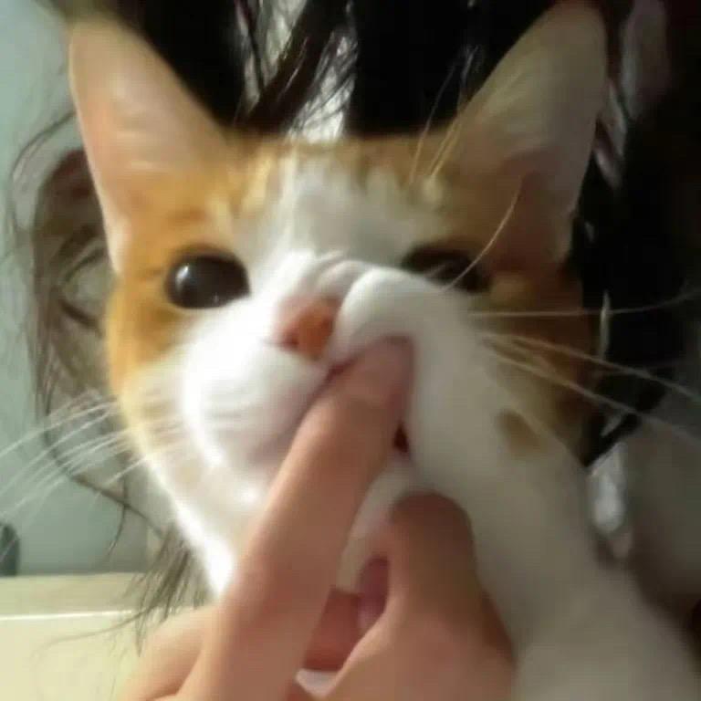 悲伤加菲猫