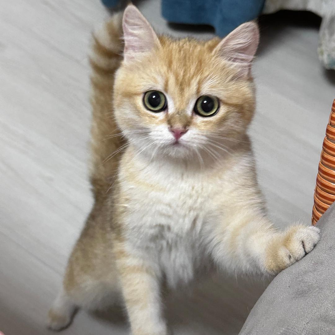 招财是只猫